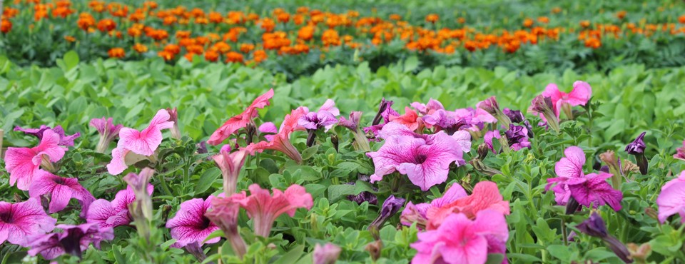 <h6> Выращивание любых видов рассады цветочных и овощных культур </h6> Выращивание любых видов рассады цветочных и овощных культур